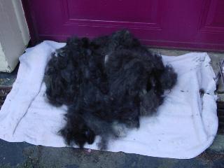 Caring For The Coat Of Your Tibetan Terrier