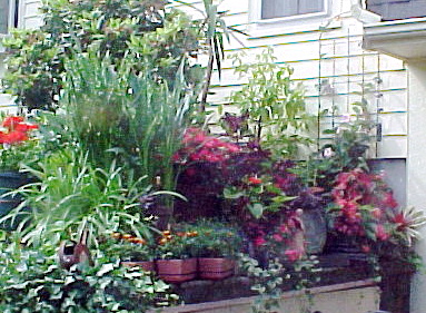 garden2