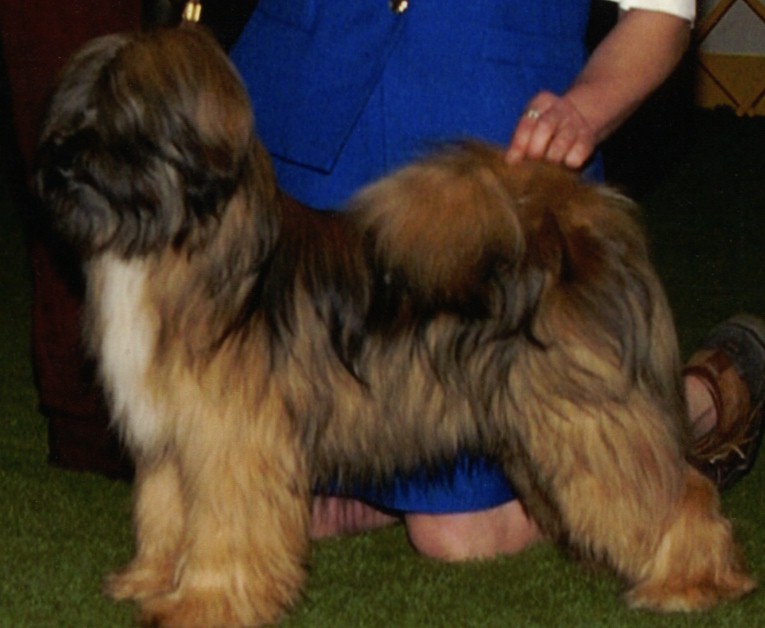 brindle tibetan terrier